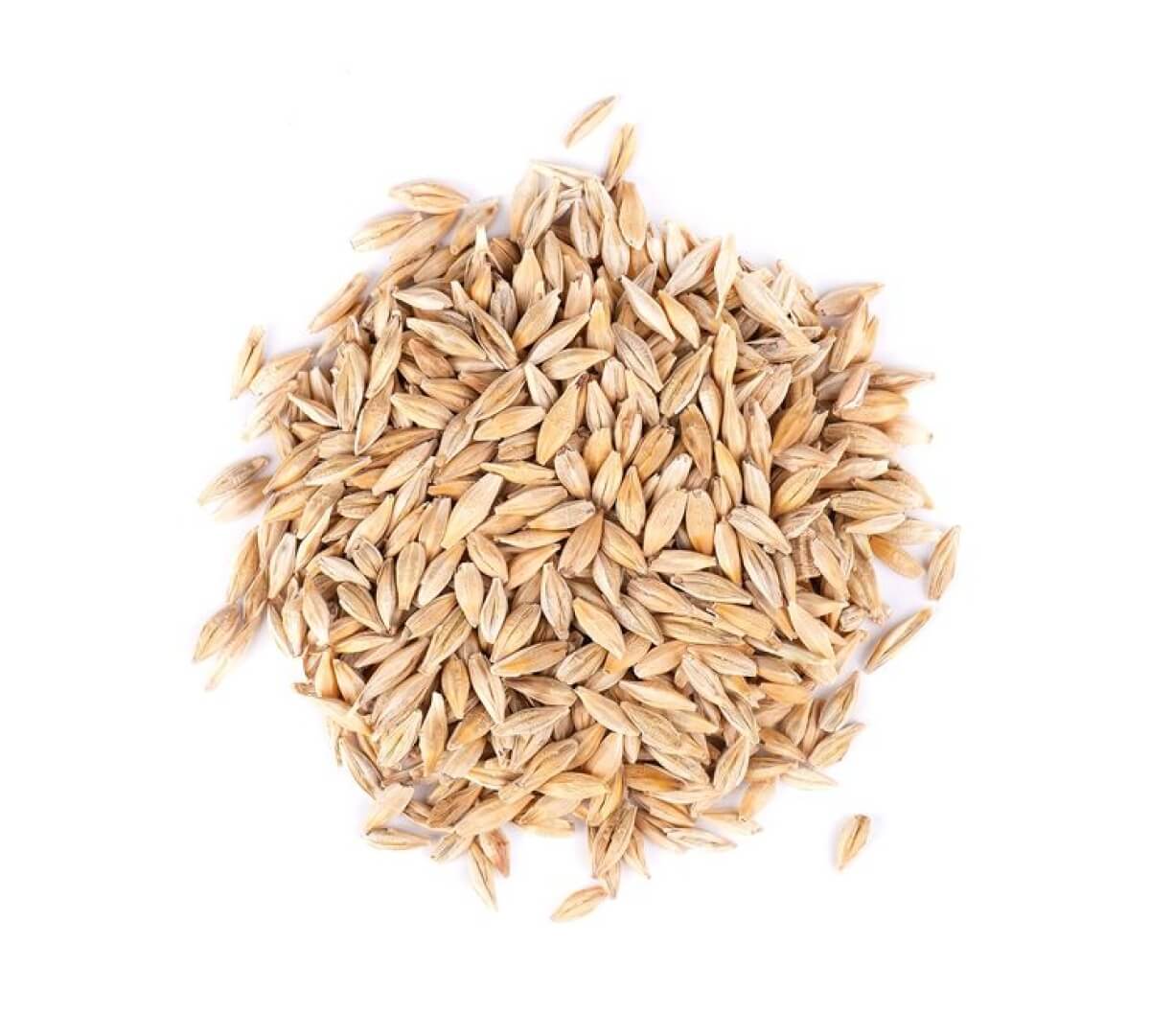 Barley Seeds