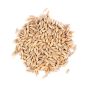 Barley Seeds