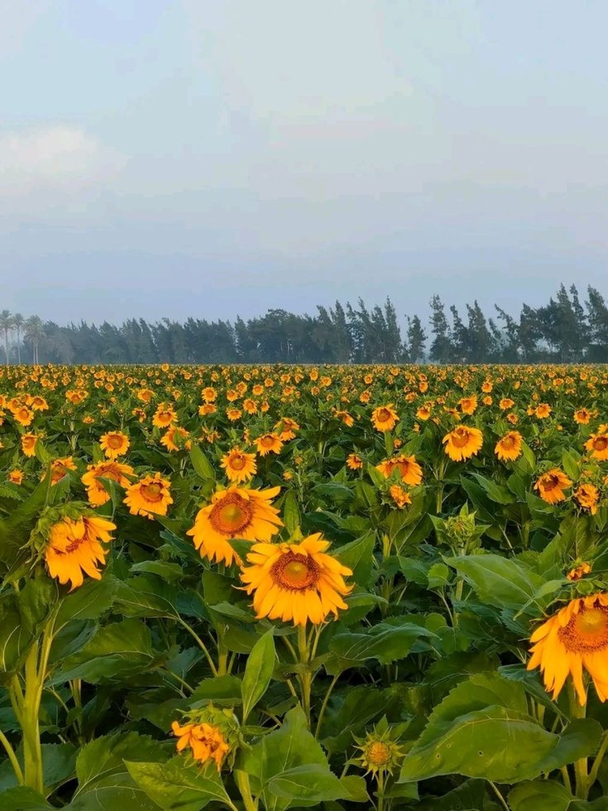 وايت هيربس مصر للأعشاب و التوابل